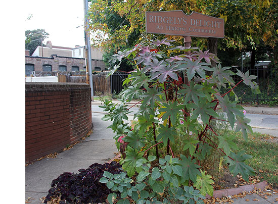 photo of 2nd prize garden