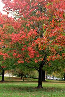 photo of tree