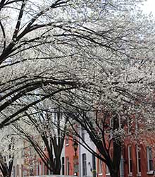 photo of trees