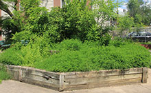 photo of flower bed